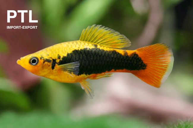 PTL72130 X VARIATUS. PLATY ISR HAWAII